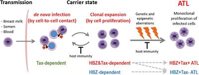 Frontiers Strategies Of Human T Cell Leukemia Virus Type 1 For   541867 Thumb 400 